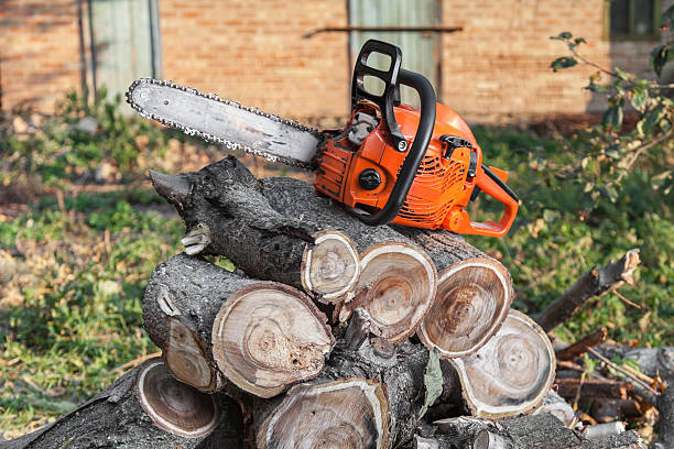 Emergency Storm Tree Removal in Maple Valley, WA